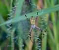 Argiope_bruennichi_cn3825s