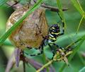 Argiope_bruennichi_d3950