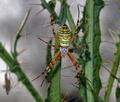 Argiope_bruennichi_dd3942