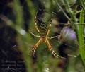 Argiope_bruennichi_dd3945