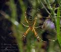 Argiope_bruennichi_dd3945