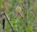 Argiope_bruennichi_hy5711