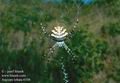 Argiope_lobata_6108