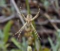 Argiope_lobata_bg4770