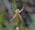 Argiope_lobata_bg4772