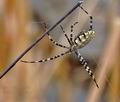 Argiope_lobata_bg4774