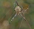 Argiope_lobata_bg4775