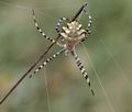 Argiope_lobata_bg4776