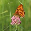 Argynnis_adippe_ai0826