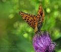 Argynnis adippe bu9925