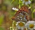 Argynnis_adippe_cx0043