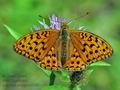 Argynnis_adippe_cx0082