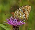 Argynnis_adippe_cx0107