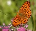 Argynnis_adippe_d1754