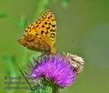 Argynnis_adippe_ka5311