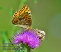 Argynnis_adippe_ka5312