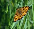 Argynnis aglaja ai0901