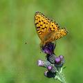 Argynnis_aglaja_bd0178