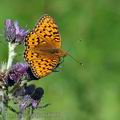 Argynnis_aglaja_bd0199