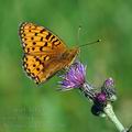 Argynnis_aglaja_bd0208