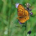 Argynnis_aglaja_bd0224