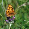 Argynnis_aglaja_bd0229