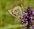 Argynnis aglaja bh4204