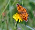 Argynnis aglaja bs0669