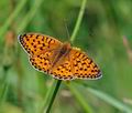 Argynnis aglaja bs0672