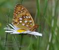 Argynnis_aglaja_ff6286