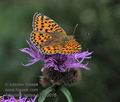 Argynnis_aglaja_p7200016