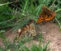 Argynnis_aglaja_p7200111