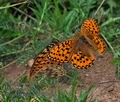 Argynnis_aglaja_p7200120