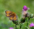 Argynnis_aglaja_p7200149