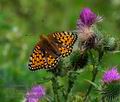 Argynnis_aglaja_p7200168