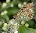 Argynnis_niobe_da8062