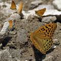 Argynnis_pandora_ak8090