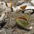 Argynnis_pandora_ak8092