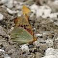 Argynnis_pandora_ak8100