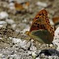 Argynnis_pandora_ak8103