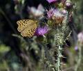 Argynnis pandora bg8916