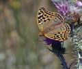 Argynnis pandora bg8922