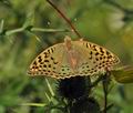 Argynnis pandora bu9851