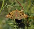 Argynnis pandora bu9857