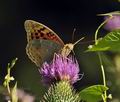 Argynnis pandora bu9870