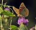 Argynnis pandora bu9873