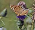 Argynnis pandora bu9905