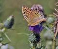 Argynnis pandora bu9906