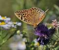 Argynnis pandora bu9913