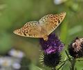 Argynnis pandora bu9919